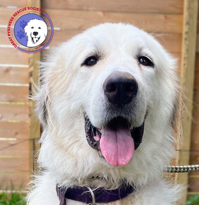 Ladie, a Adoptable Great Pyrenees in Spring, TX image 3/3