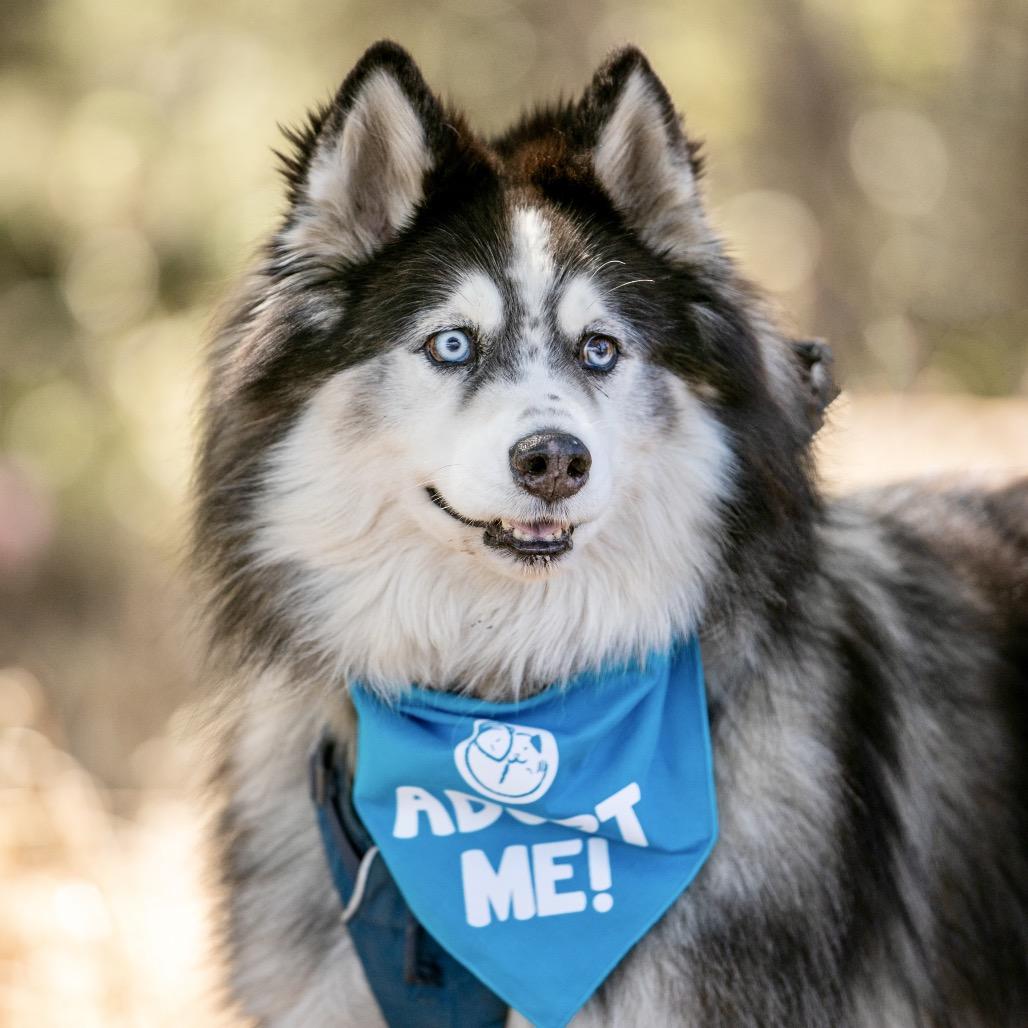 Hatchi, Adoptable, Senior Male Husky.