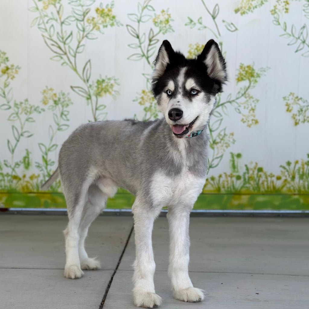 Enlarge Hatchi, a Adoptable Husky in Pacific Grove, CA image 1/6