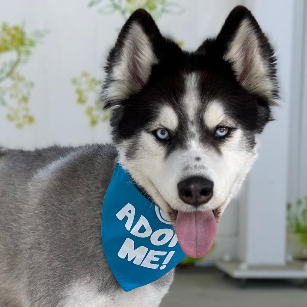 Enlarge Hatchi, a Adoptable Husky in Pacific Grove, CA image 2/6