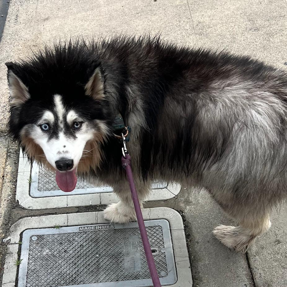 Enlarge Hatchi, a Adoptable Husky in Pacific Grove, CA image 3/6