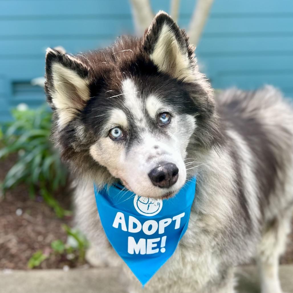 Enlarge Hatchi, a Adoptable Husky in Pacific Grove, CA image 4/6