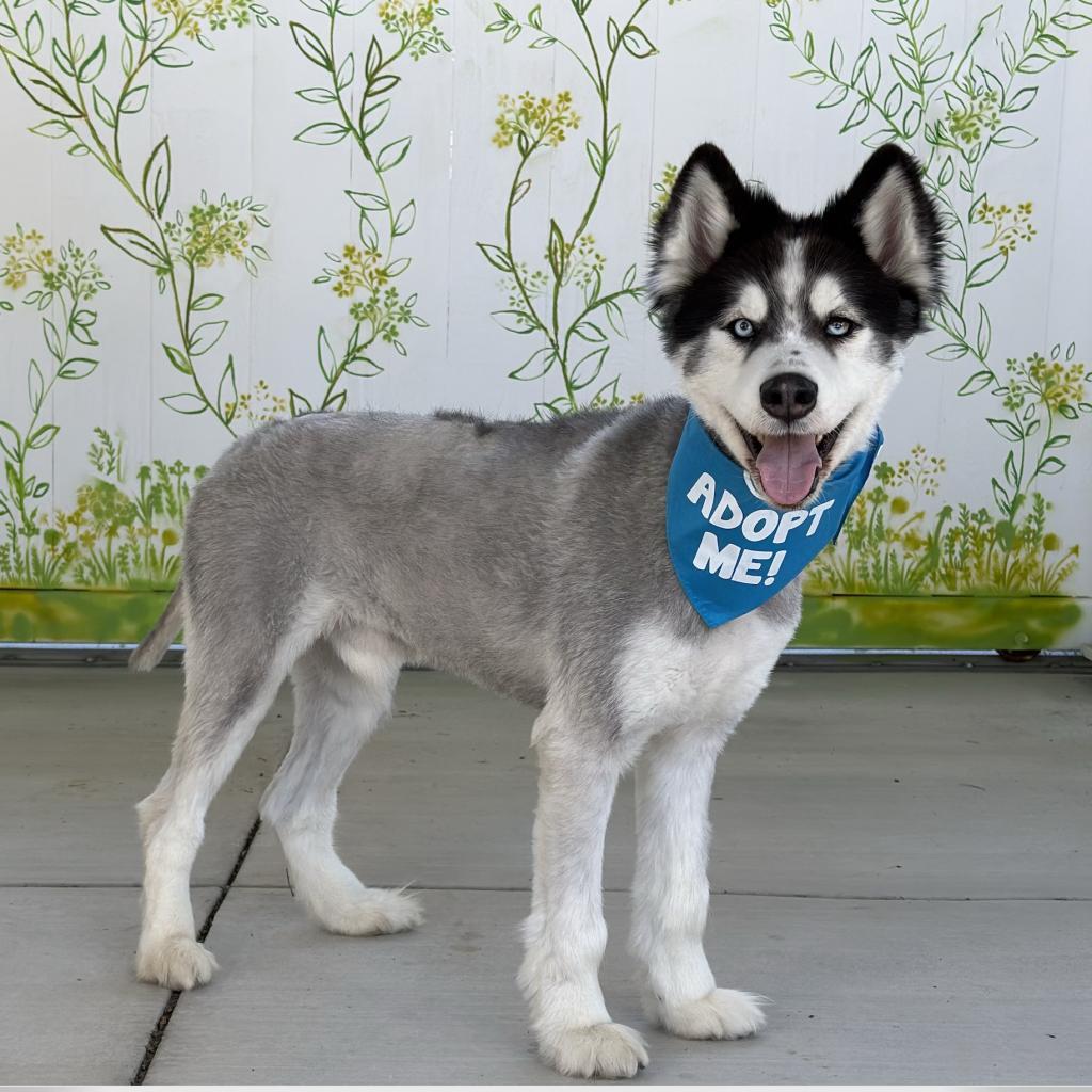 Enlarge Hatchi, a Adoptable Husky in Pacific Grove, CA image 5/6