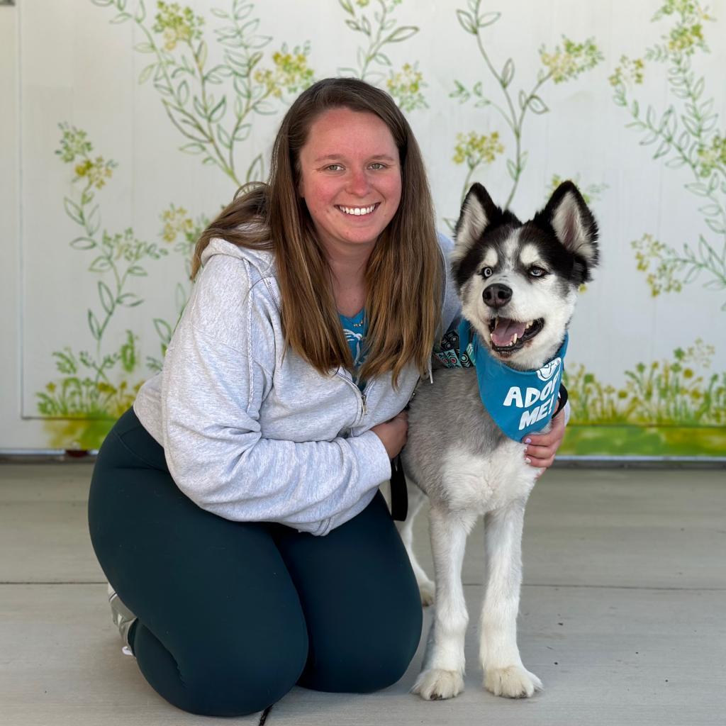 Enlarge Hatchi, a Adoptable Husky in Pacific Grove, CA image 6/6
