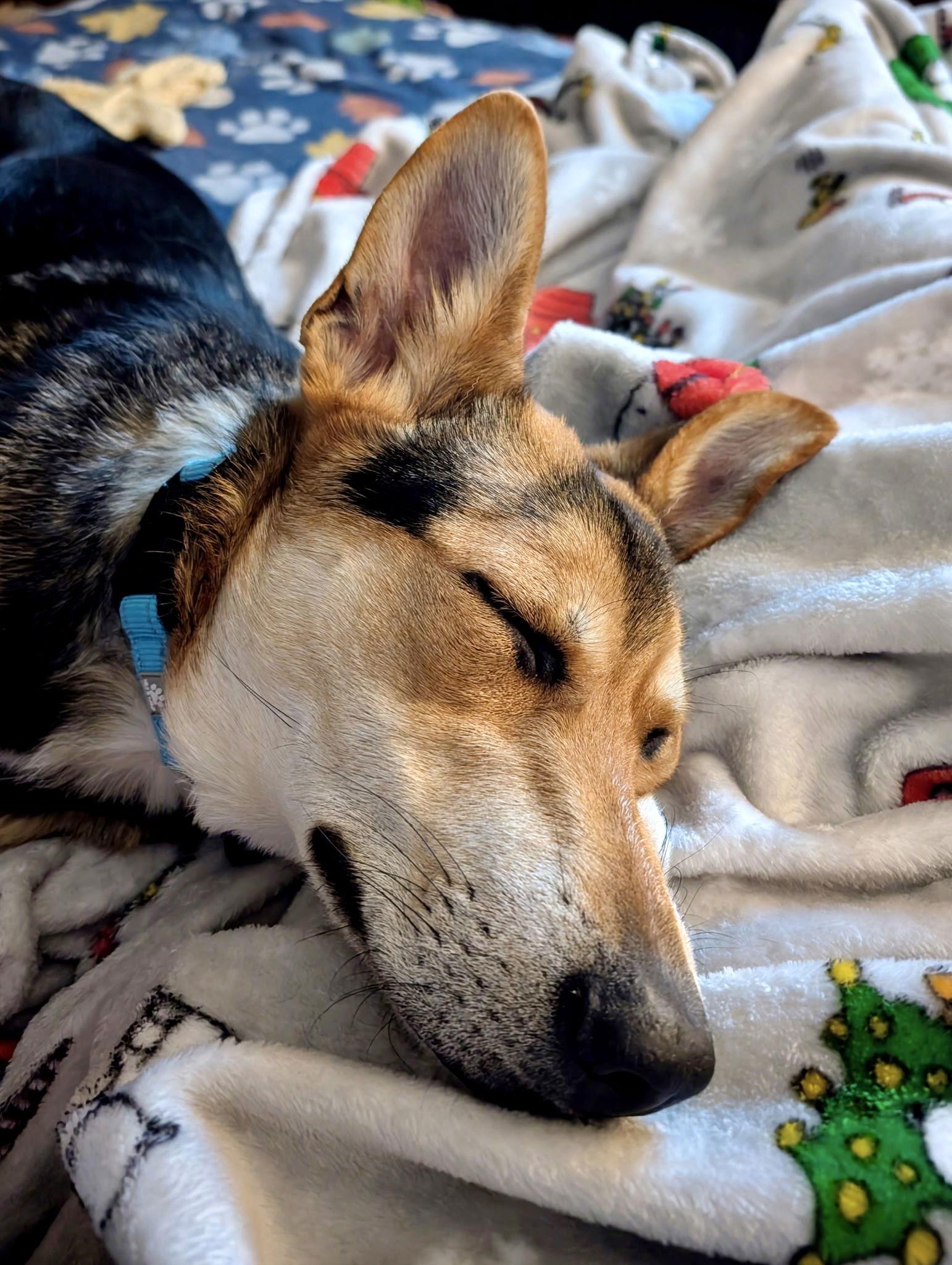 River, Adoptable, Young Male Shepherd.