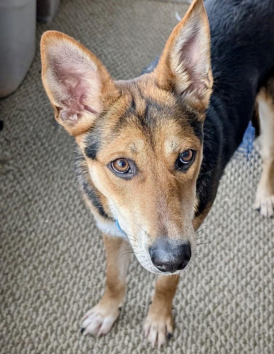 River, a Adoptable Shepherd in Omaha, NE image 2/3