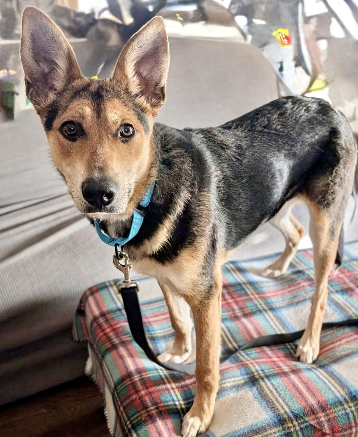 River, a Adoptable Shepherd in Omaha, NE image 3/3