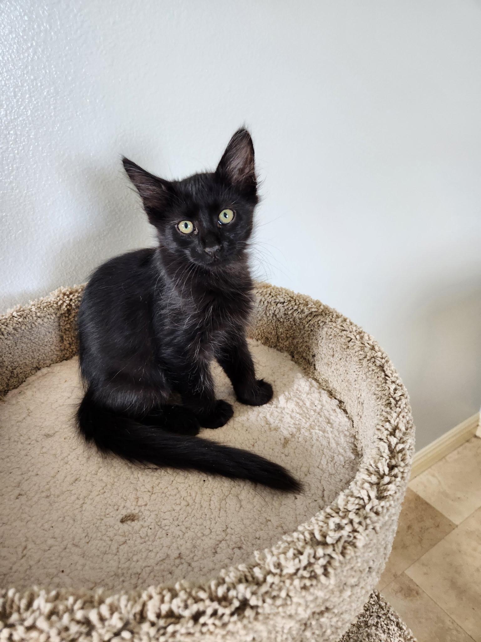 Papaya, Adopted, Kitten Male Domestic Medium Hair.