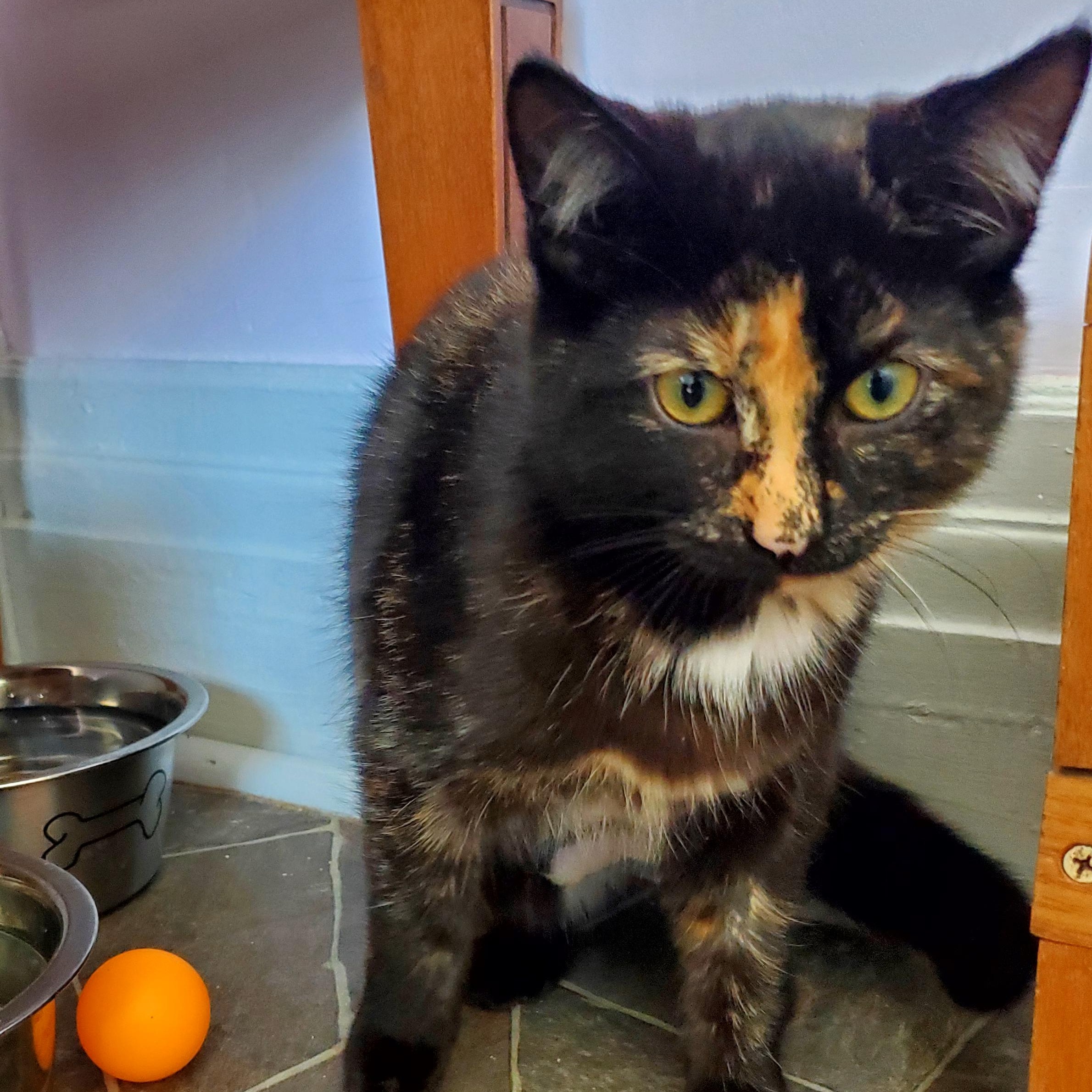 Enlarge Maya (& Milo), an adopted mixed breed in Gladwin, MI image 5/6
