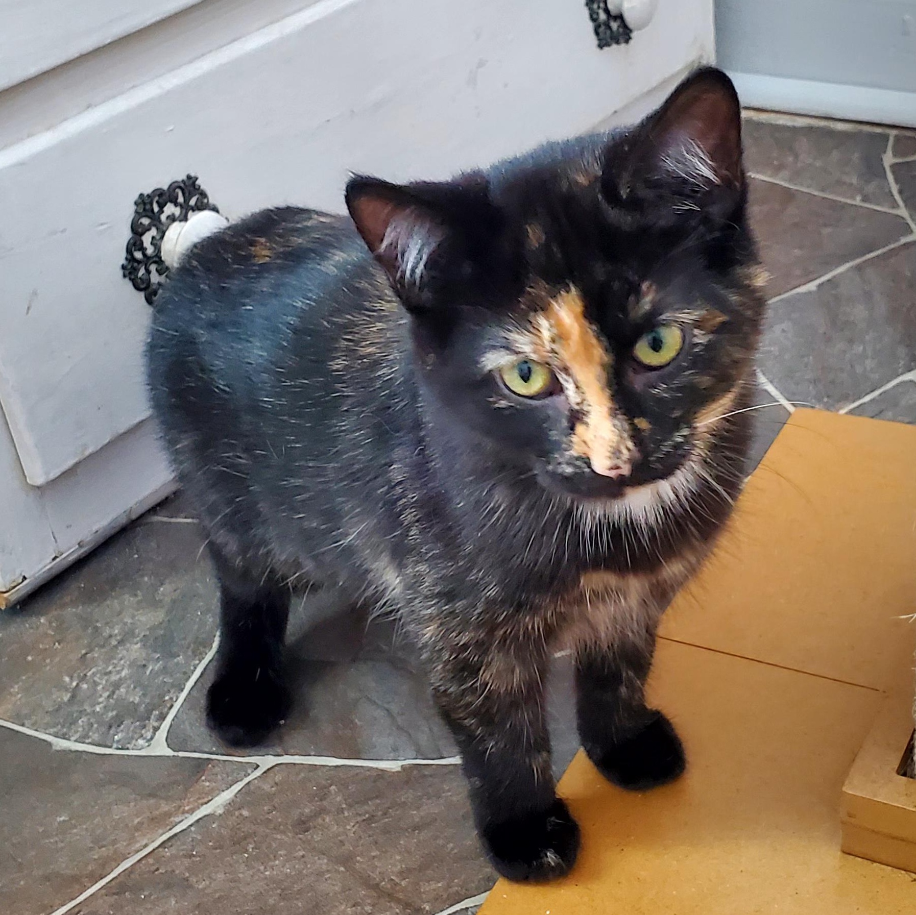 Maya (& Milo?), Adoptable, Kitten Female Tortoiseshell.