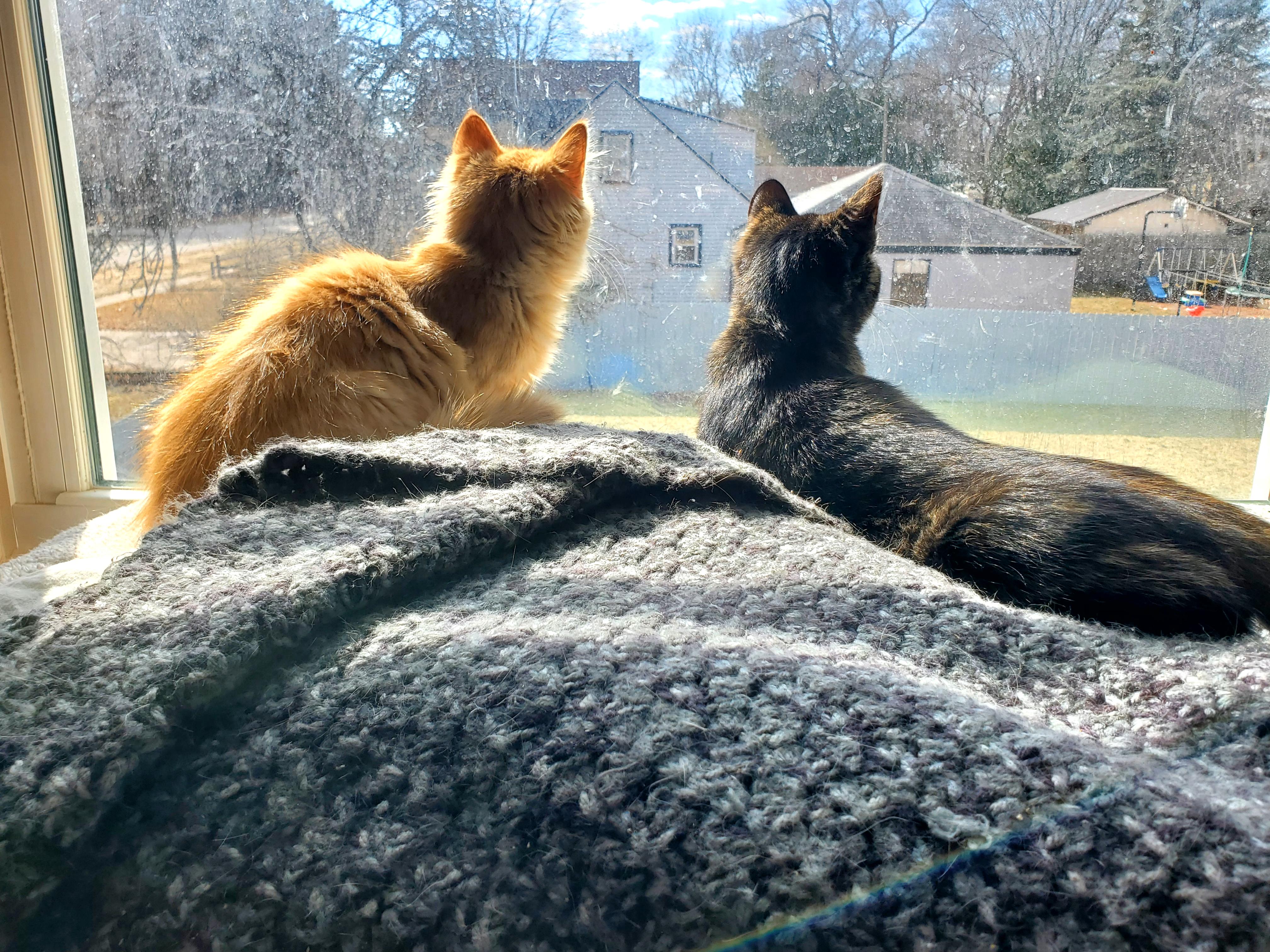 Enlarge Maya (& Milo), an adopted mixed breed in Gladwin, MI image 4/6