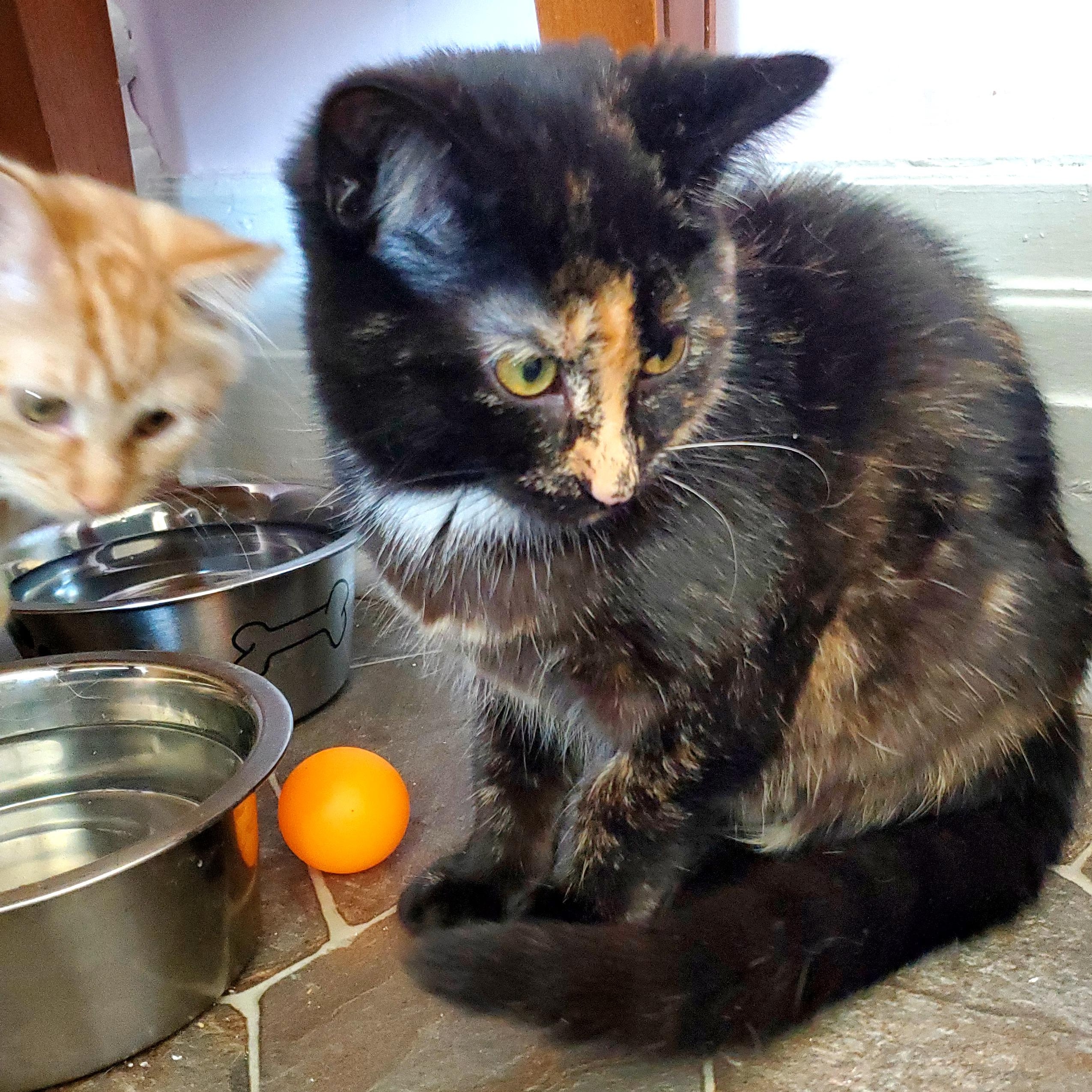 Enlarge Maya (& Milo), an adopted mixed breed in Gladwin, MI image 6/6
