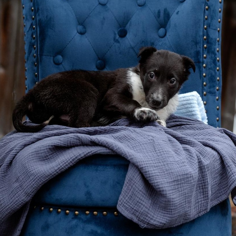 Will, Adoptable, Puppy Male Rough Collie & Border Collie.