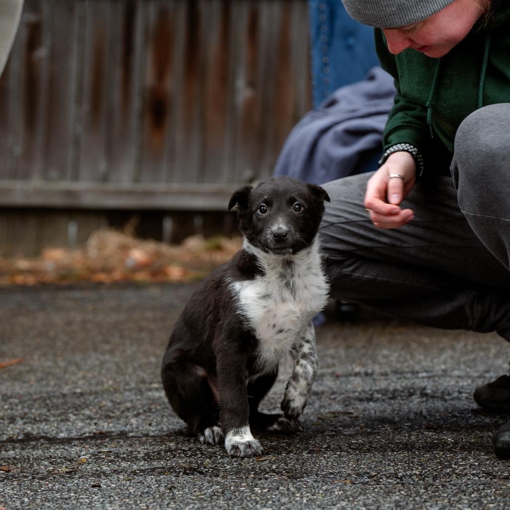 Enlarge Will, a Adoptable mixed breed in Chester Springs, PA image 3/5