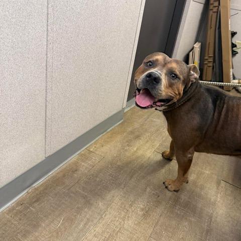 Bena, Adoptable, Adult Male Pit Bull Terrier.