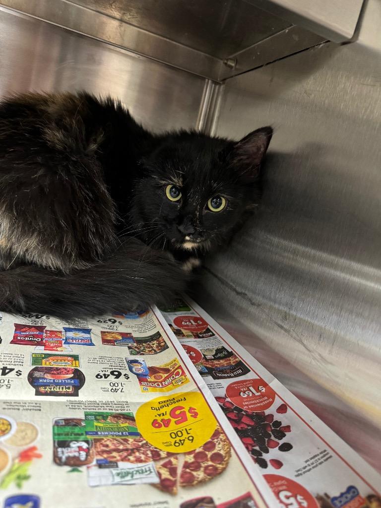 Thromba', Adopted, Adult Female Domestic Long Hair.