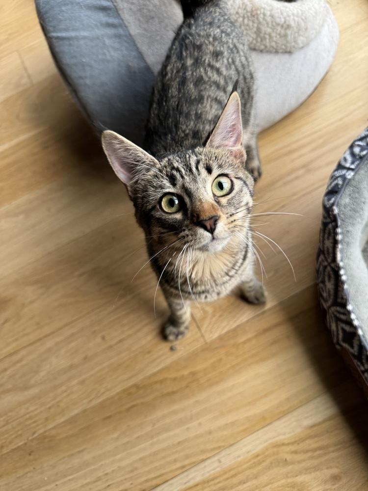 Ears (Sue) — thumbnail 2