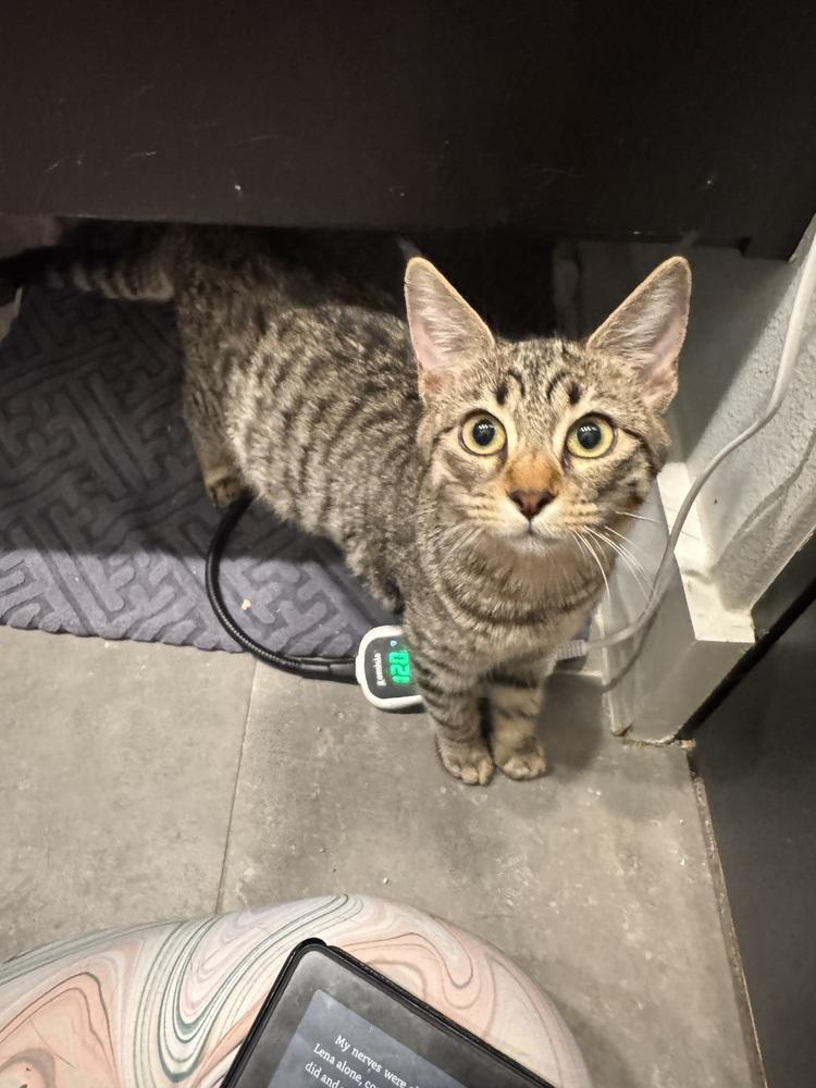 Ears (Sue) — thumbnail 3