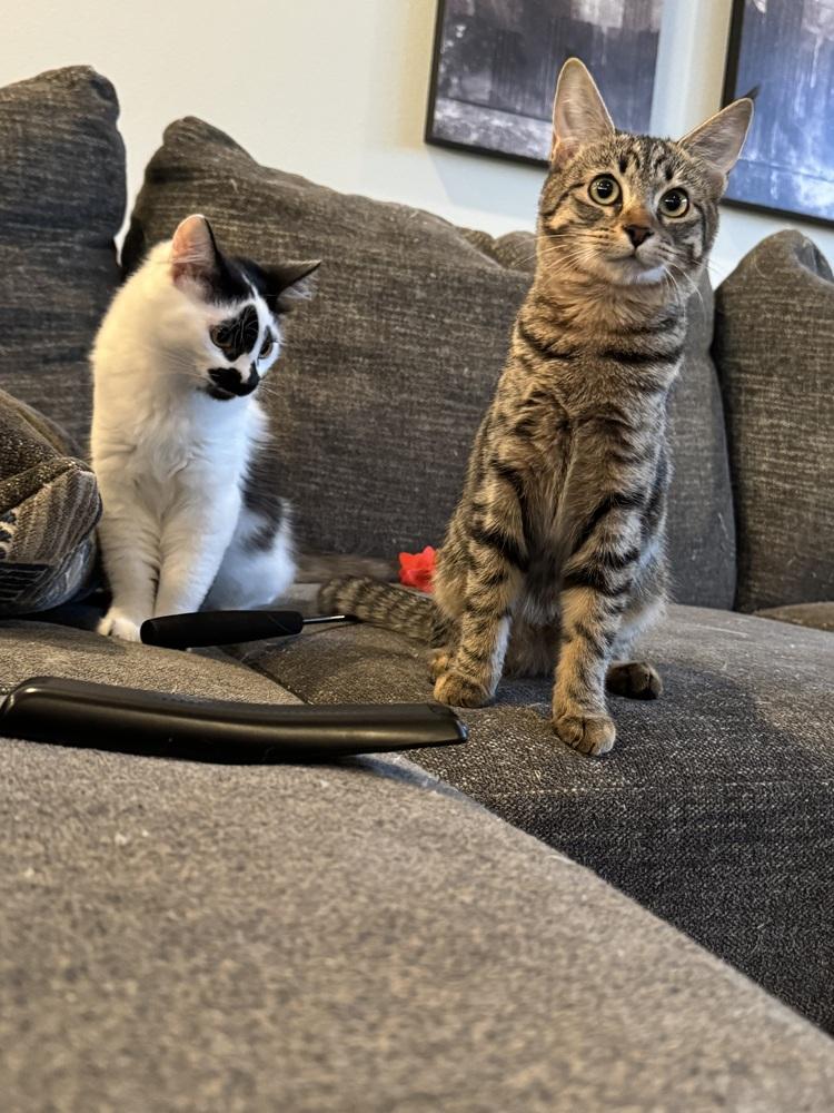 Ears (Sue) — thumbnail 4