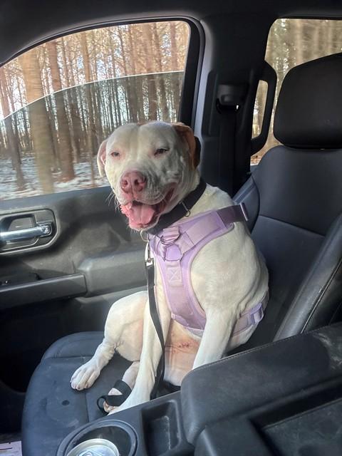 CHLOE, Adoptable, Young Female American Bulldog & Mixed Breed.