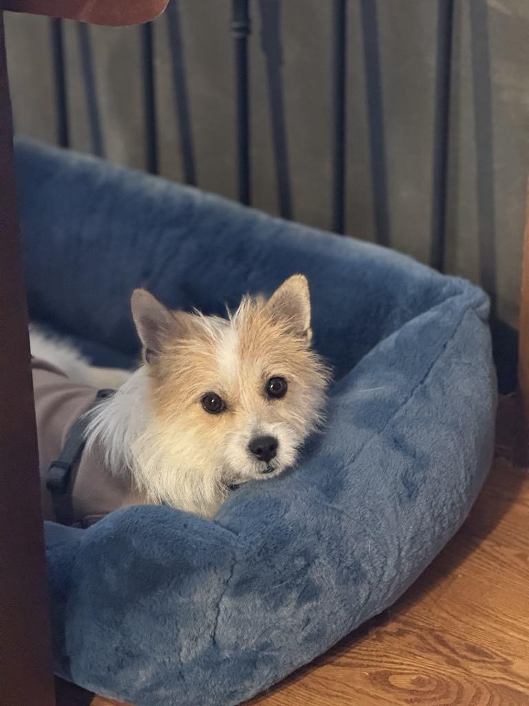 Enlarge Lillian, a Adopted mixed breed in Surrey, BC image 2/5