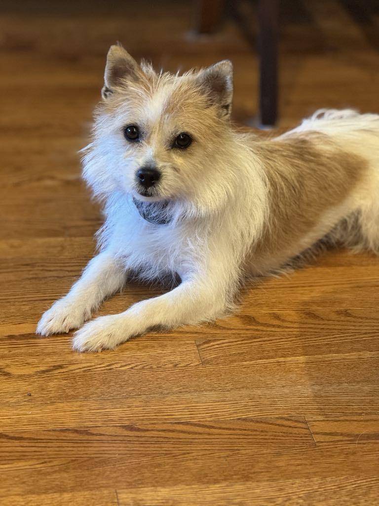 Enlarge Lillian, a Adopted mixed breed in Surrey, BC image 3/5