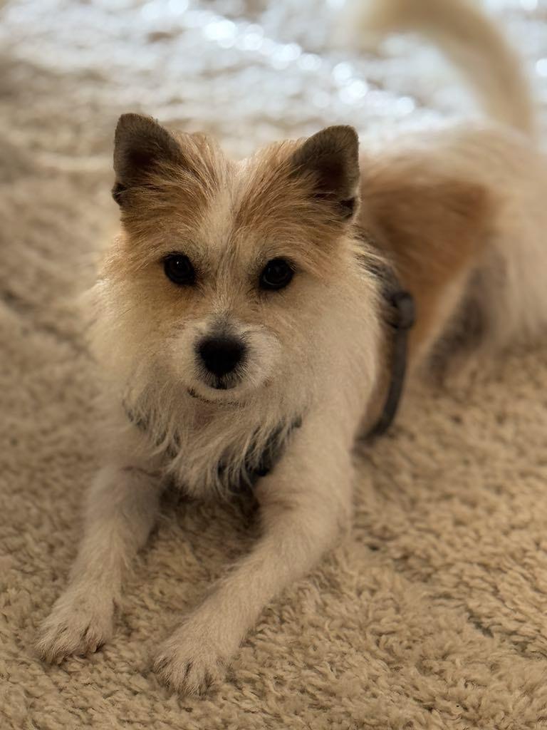 Enlarge Lillian, a Adopted mixed breed in Surrey, BC image 5/5