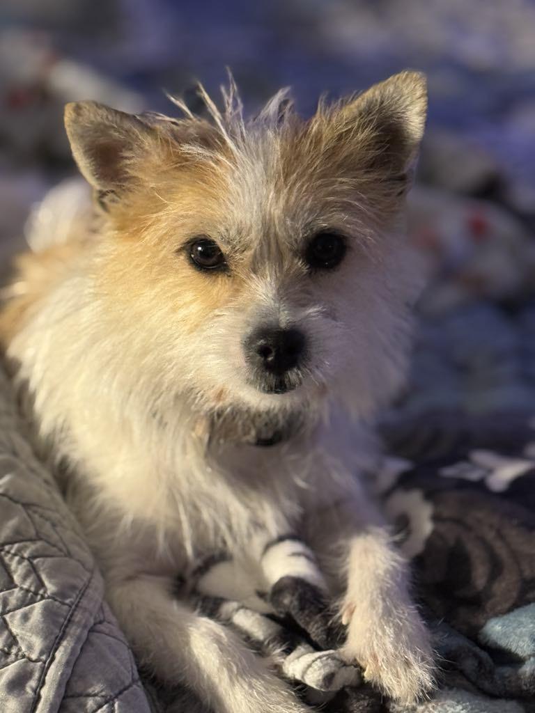 Lillian, Adopted, Young Female Terrier.