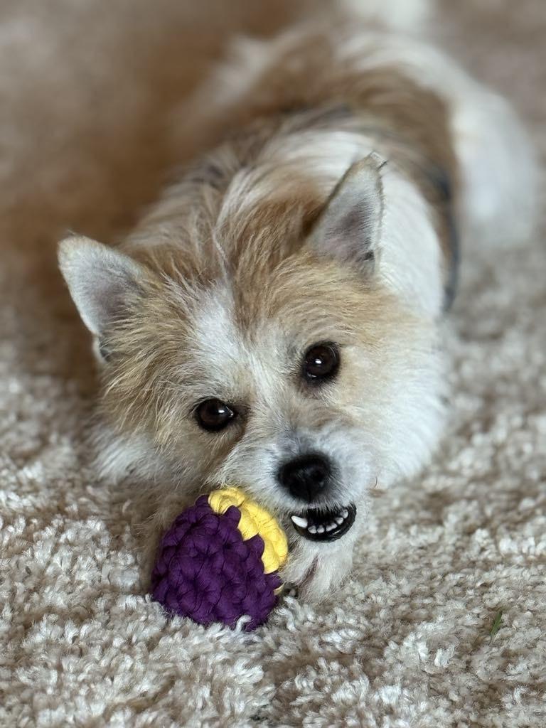 Enlarge Lillian, a Adopted mixed breed in Surrey, BC image 4/5