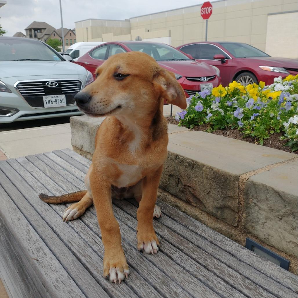 Enlarge Jagger, a Adoptable Mixed Breed in Dallas, TX image 1/2