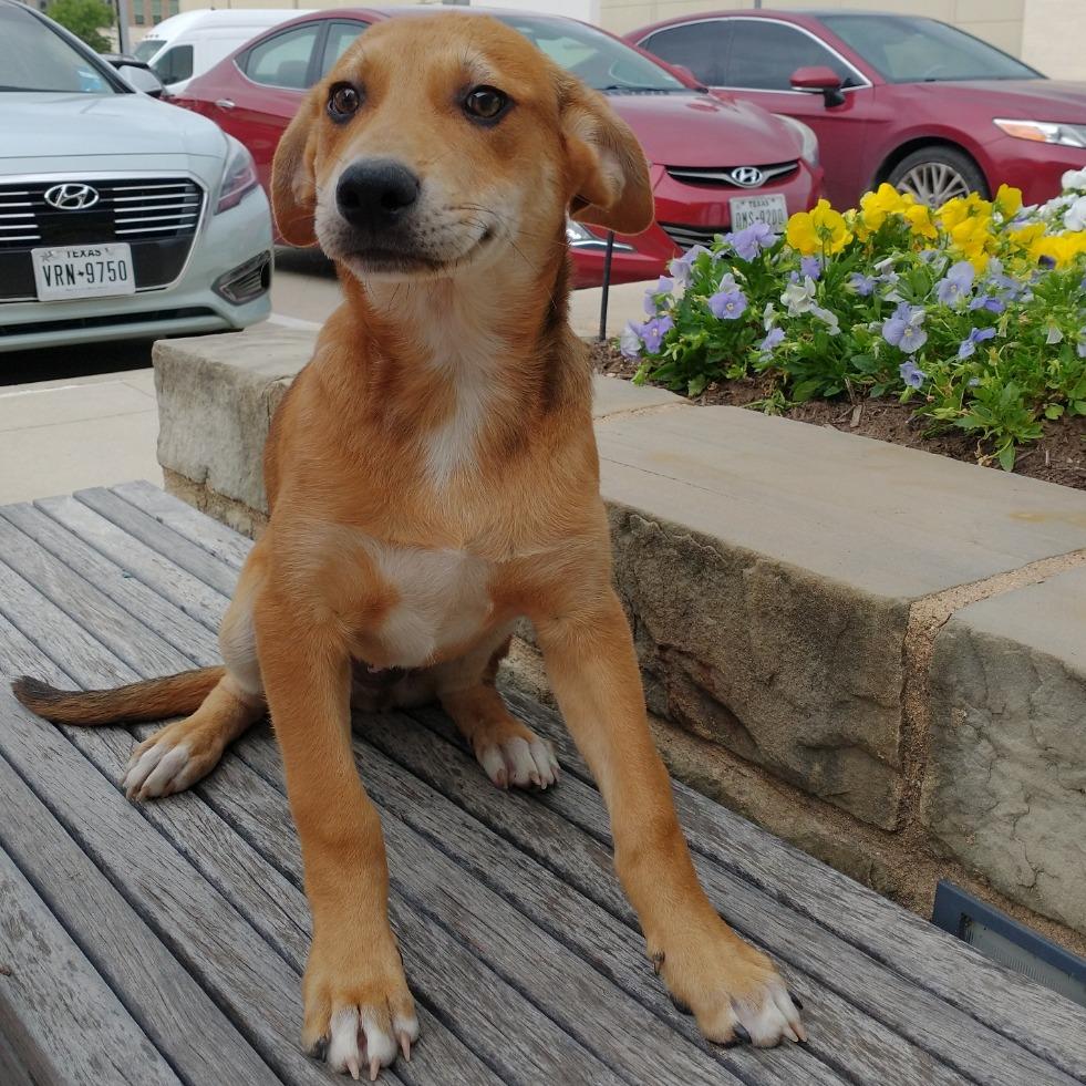 Enlarge Jagger, a Adoptable Mixed Breed in Dallas, TX image 2/2