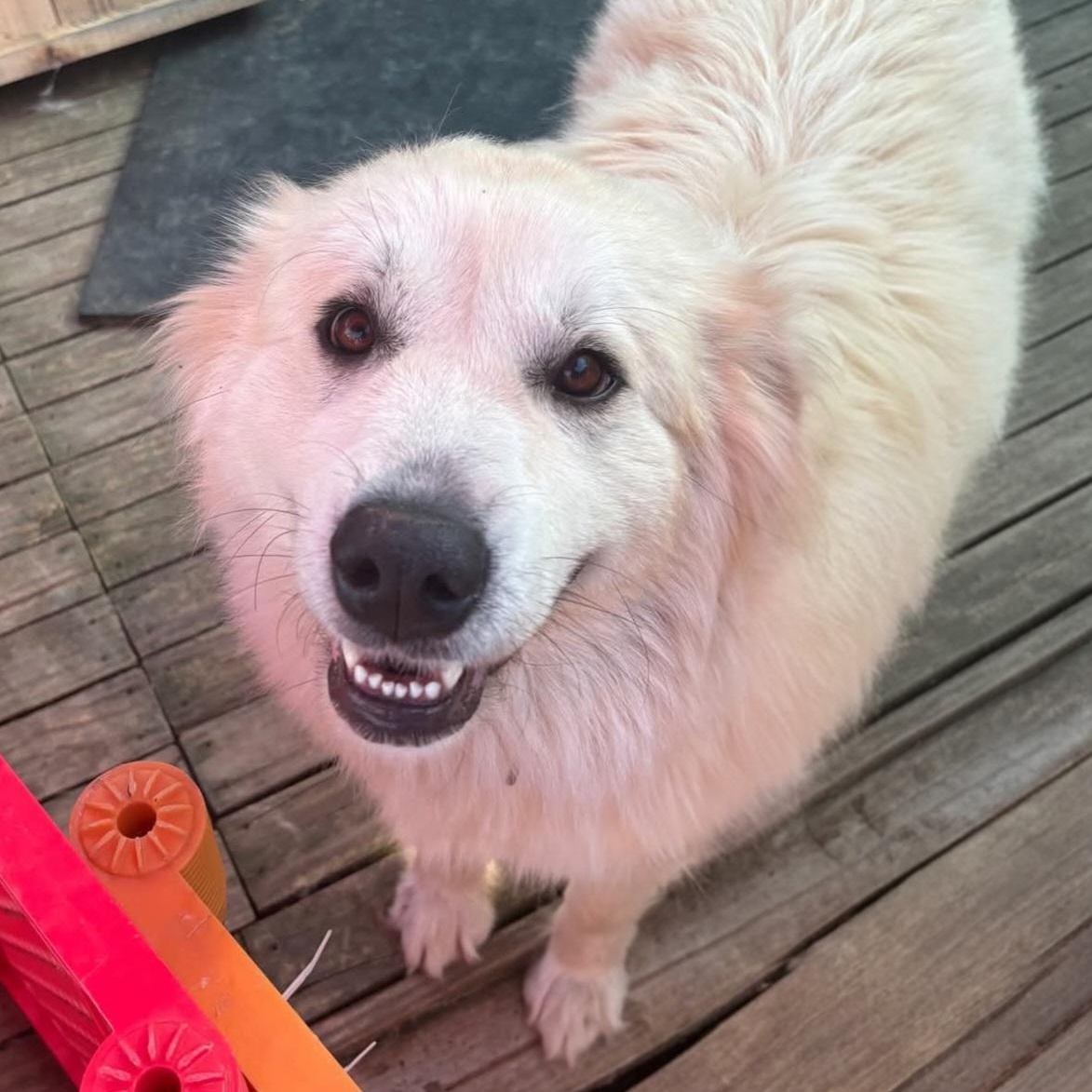 Enlarge Juniper & Timber Woods, a ADOPTABLE Great Pyrenees in Atlanta, GA image 5/6