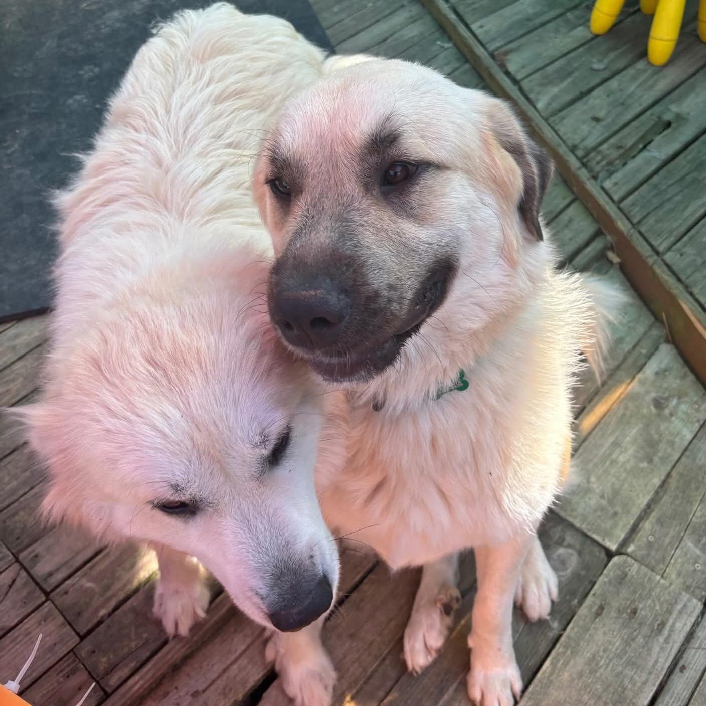 Enlarge Juniper & Timber Woods, a ADOPTABLE Great Pyrenees in Atlanta, GA image 6/6