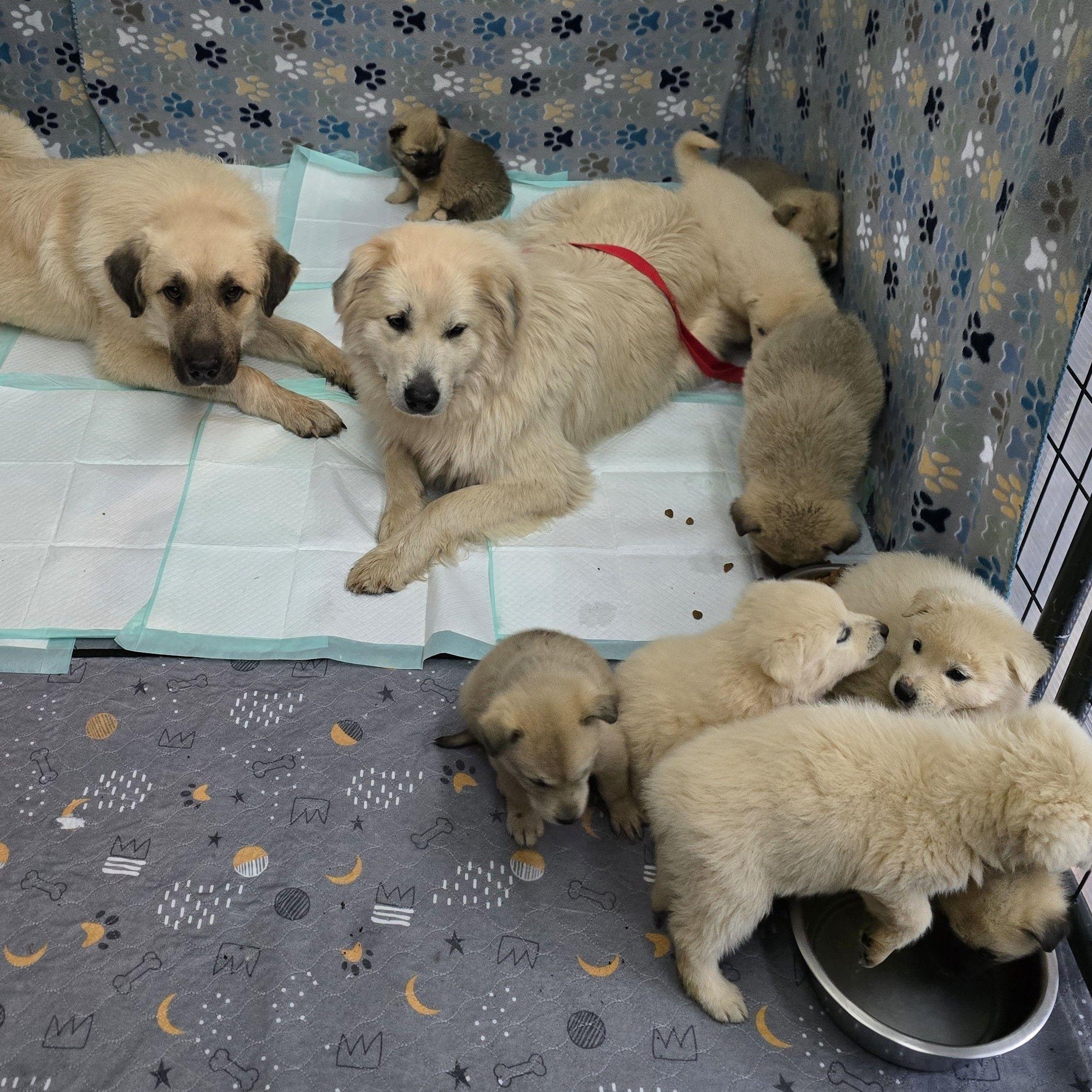 Enlarge Juniper & Timber Woods, a ADOPTABLE Great Pyrenees in Atlanta, GA image 2/6