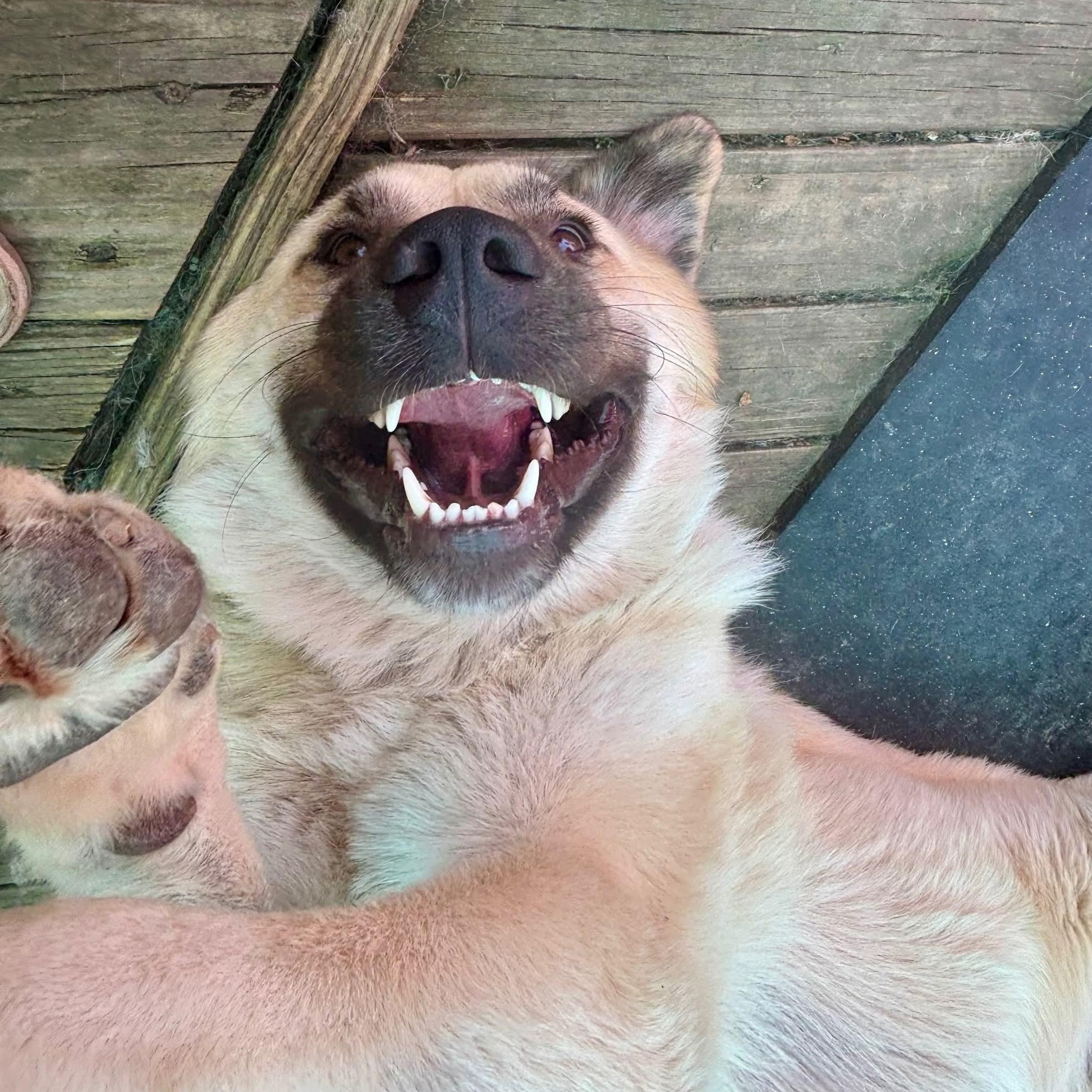 Enlarge Juniper & Timber Woods, a ADOPTABLE Great Pyrenees in Atlanta, GA image 4/6