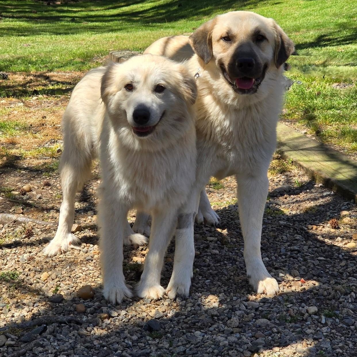 Enlarge Juniper & Timber Woods, a ADOPTABLE Great Pyrenees in Atlanta, GA image 1/6