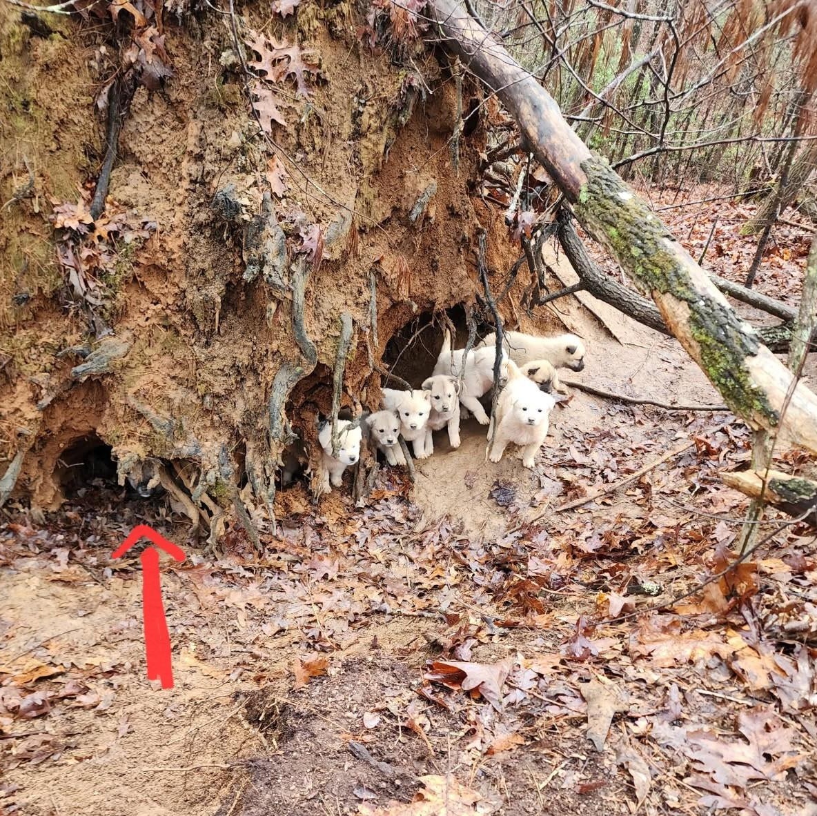 Enlarge Juniper & Timber Woods, a ADOPTABLE Great Pyrenees in Atlanta, GA image 3/6