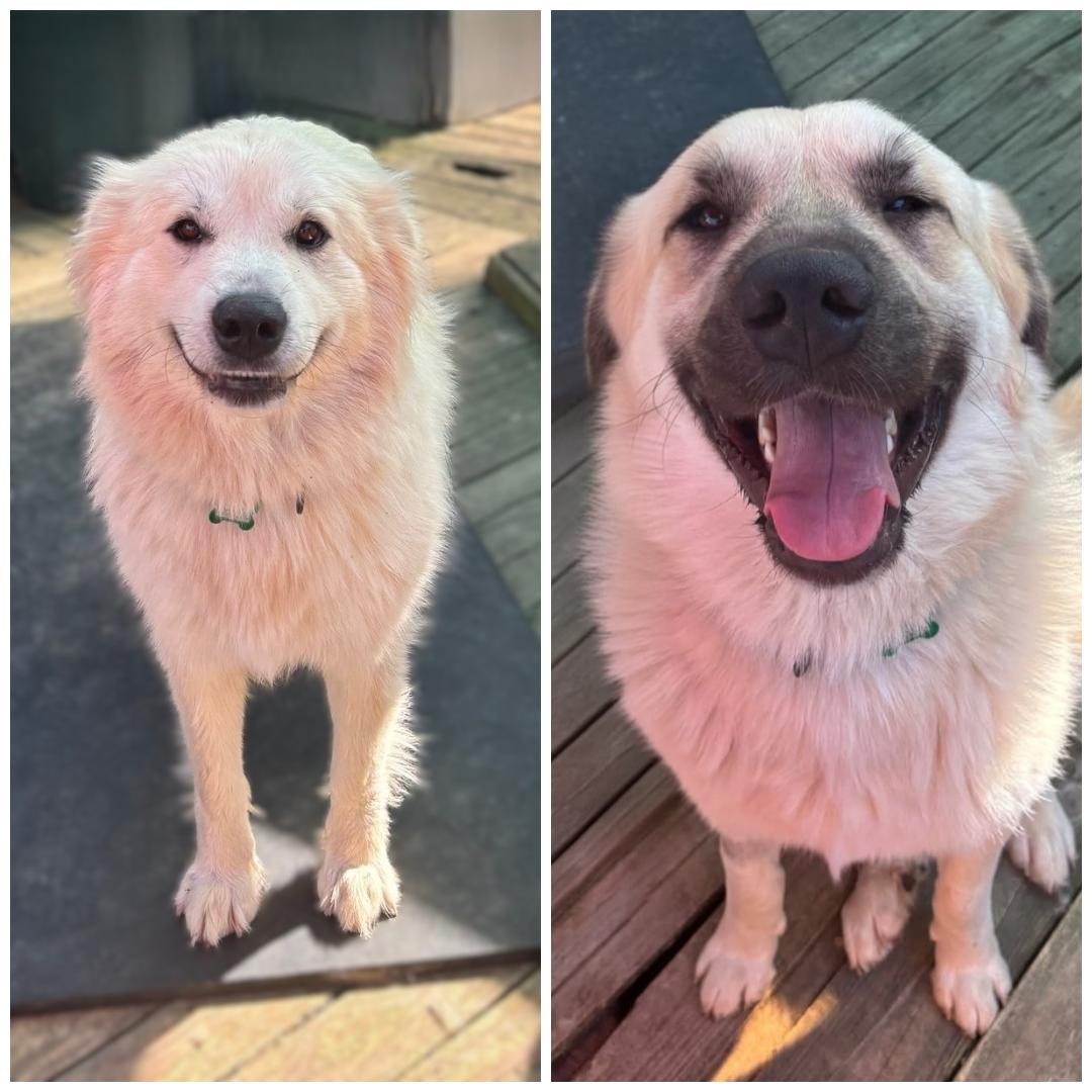 Juniper & Timber Woods, ADOPTABLE, Adult Female Great Pyrenees.