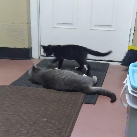 Enlarge Walter, a Adopted Domestic Medium Hair in Charlestown, NH image 5/6