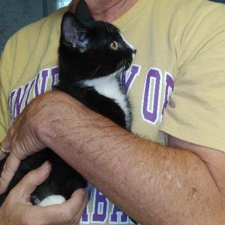 Walter, Adopted, Kitten Male Domestic Medium Hair.
