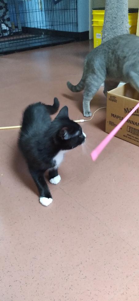 Enlarge Walter, a Adopted Domestic Medium Hair in Charlestown, NH image 3/6