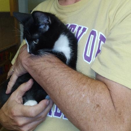 Enlarge Walter, a Adopted Domestic Medium Hair in Charlestown, NH image 4/6
