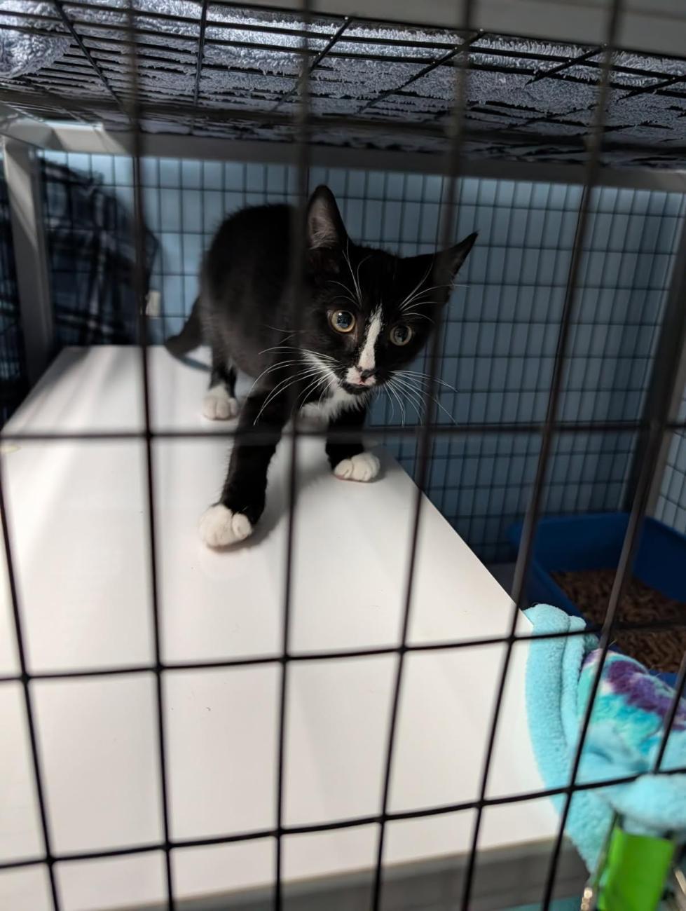 Enlarge Walter, a Adopted Domestic Medium Hair in Charlestown, NH image 2/6