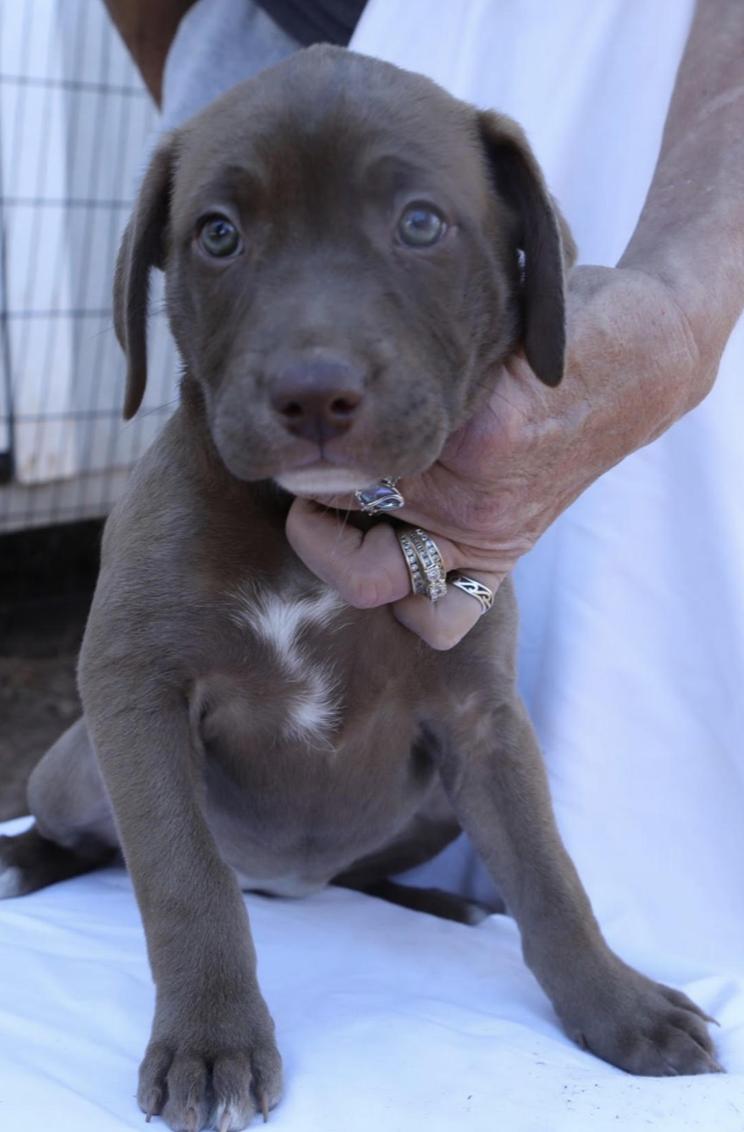 Kali, Adopted, Young Female Labrador Retriever.