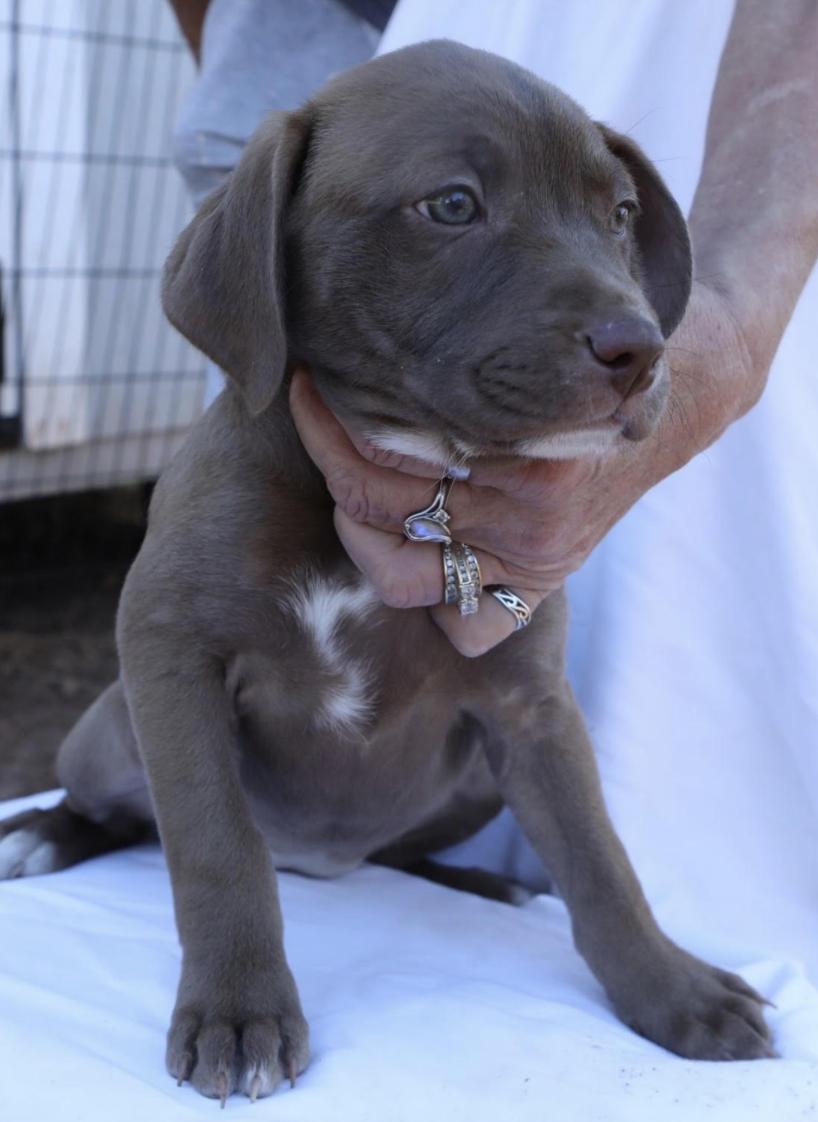 Enlarge Kali, a Adopted Labrador Retriever in Decatur, GA image 2/3