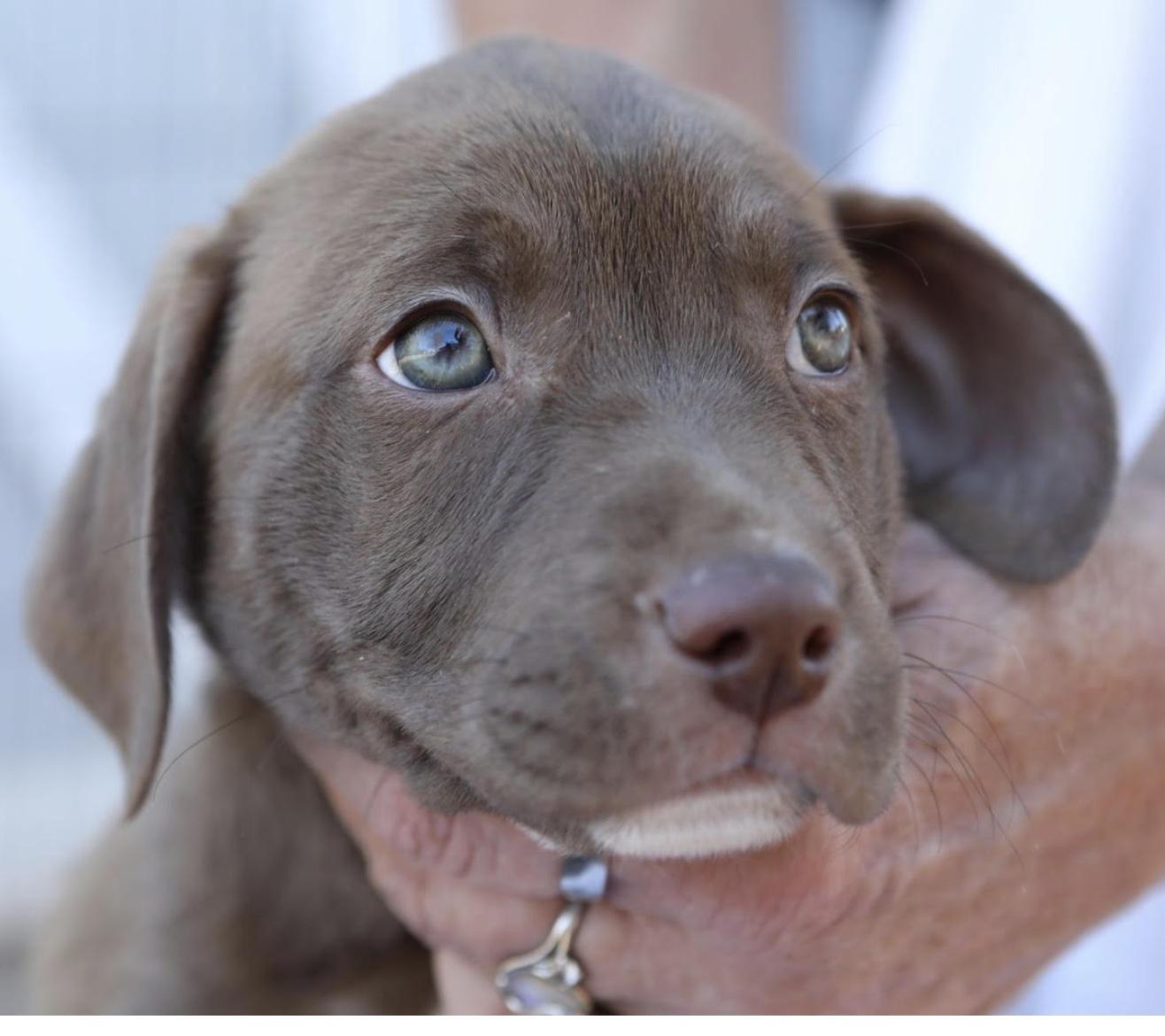 Enlarge Kali, a Adopted Labrador Retriever in Decatur, GA image 3/3