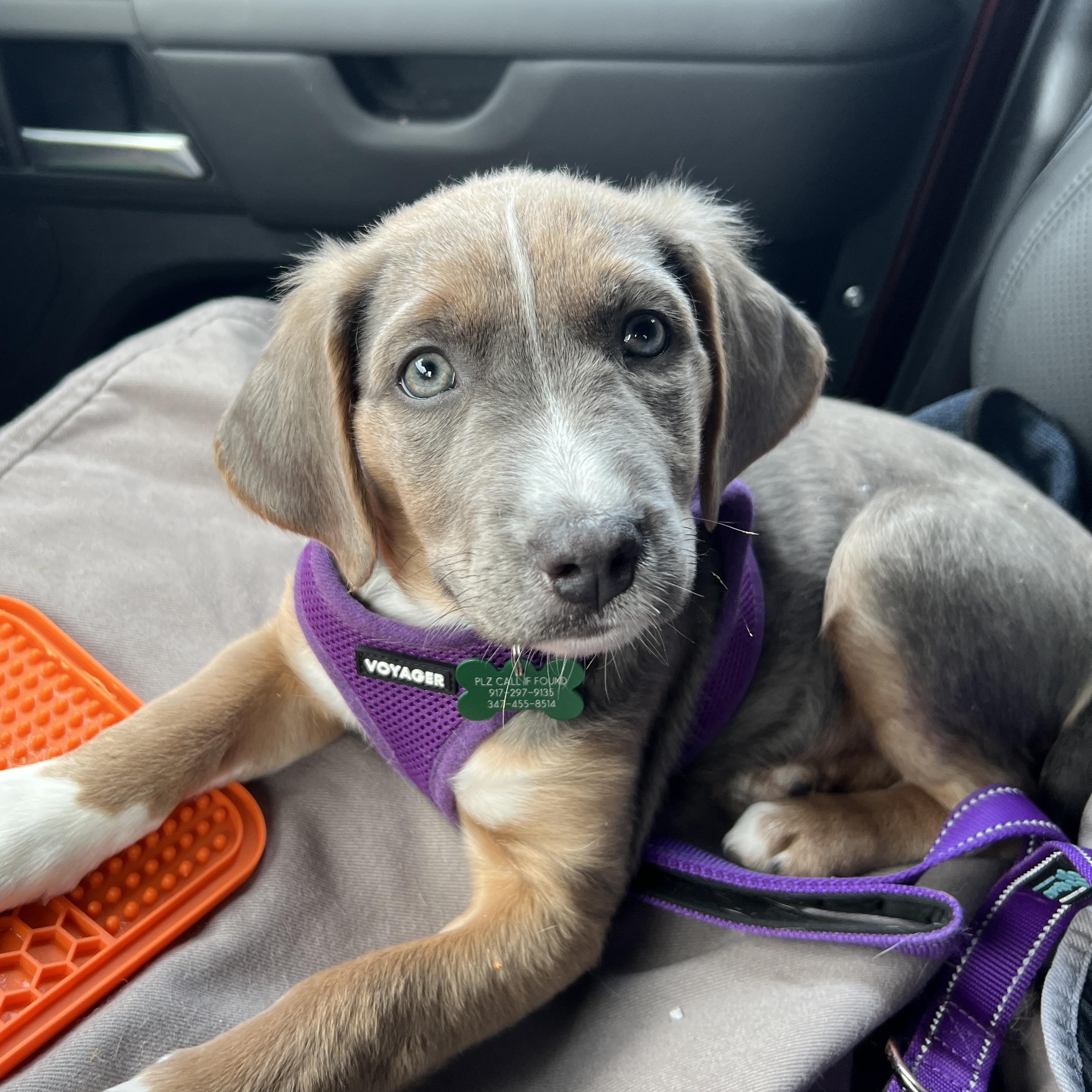 Enlarge Sweet Tina - the Last of the Mambo No 5 Puppies!, an adopted mixed breed in New York, NY image 1/6