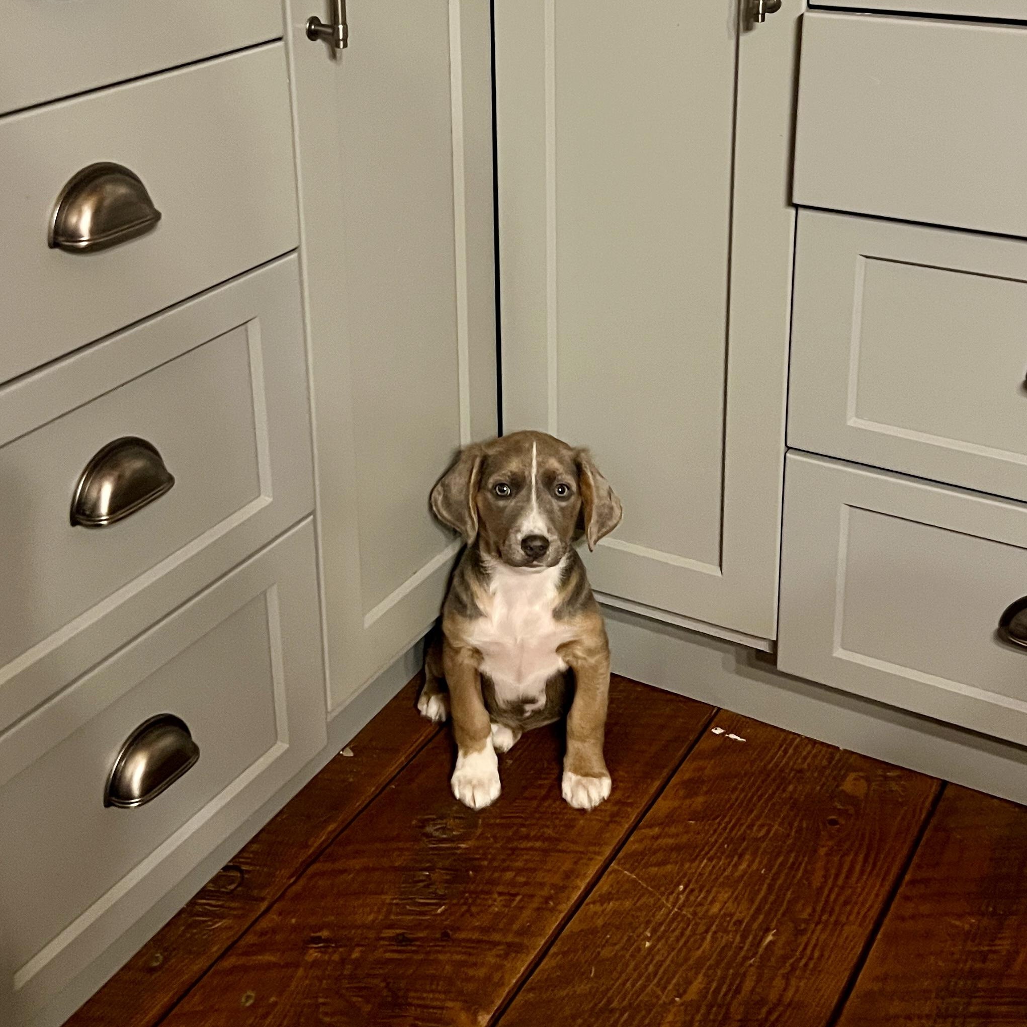 Enlarge Sweet Tina - the Last of the Mambo No 5 Puppies!, an adopted mixed breed in New York, NY image 5/6