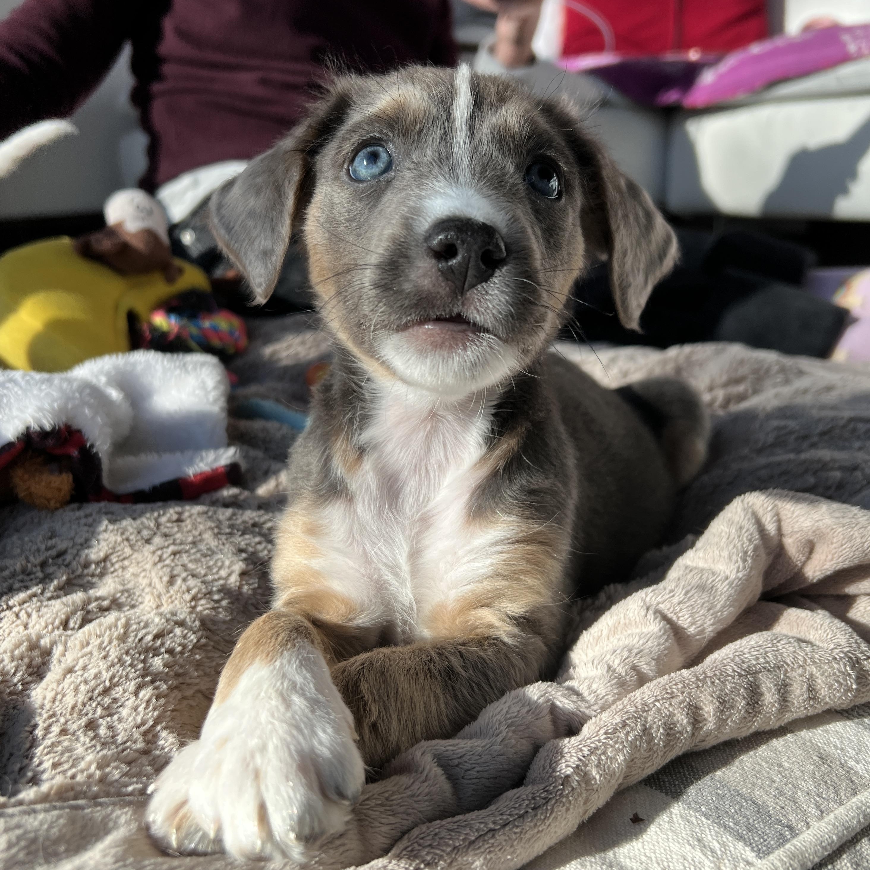 Enlarge Sweet Tina - the Last of the Mambo No 5 Puppies!, an adopted mixed breed in New York, NY image 2/6