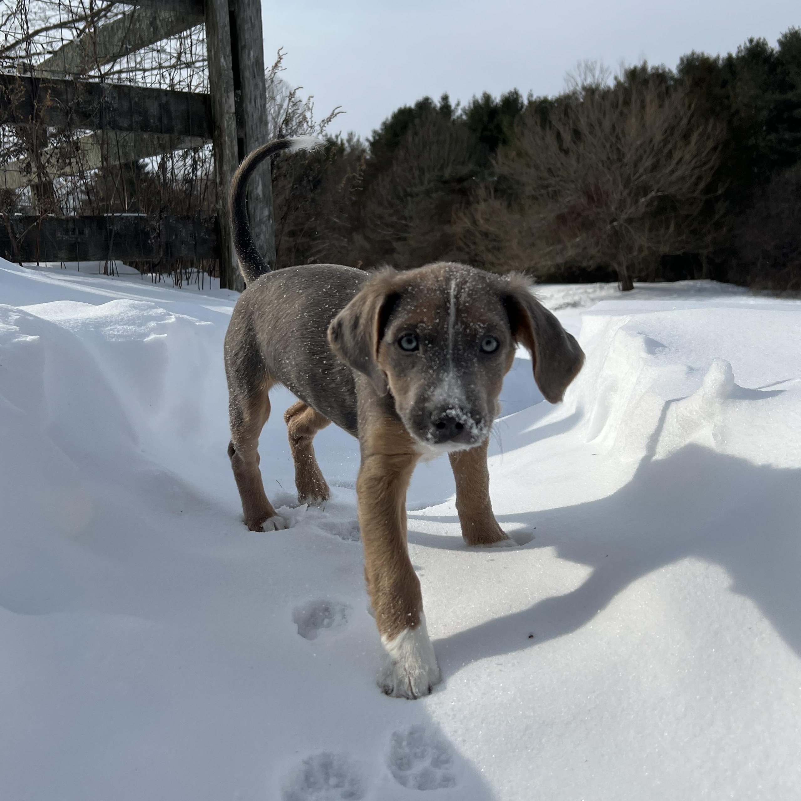 Enlarge Sweet Tina - the Last of the Mambo No 5 Puppies!, an adopted mixed breed in New York, NY image 4/6